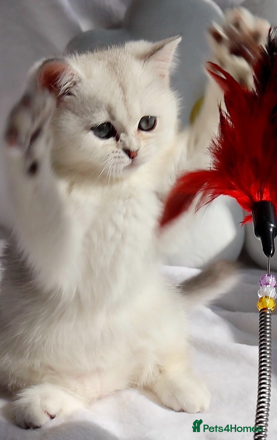 British Shorthair cats ✨Last Golden/Silver British Shorthair ready now‼️ - Advert 1