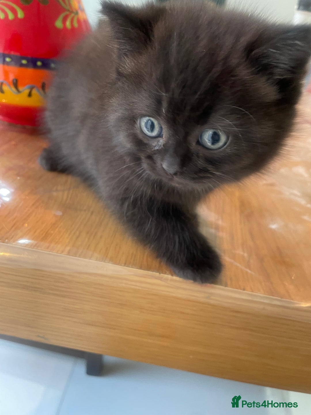 British Shorthair cats for sale: Exceptional BSH kitten, chocolate brown  - Image 22