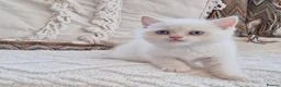 Persian cats for sale: Persian x BSH - Advert 3