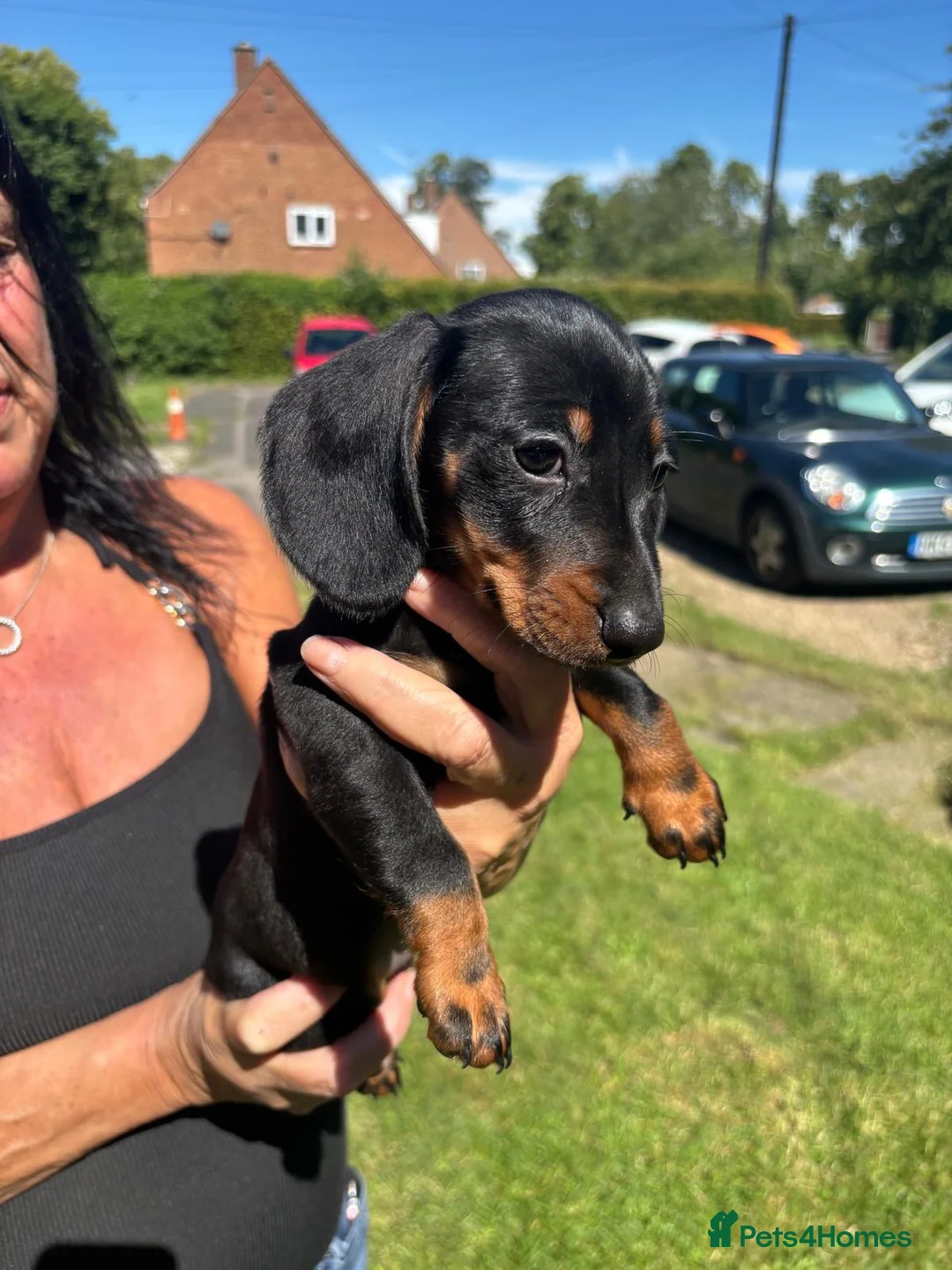 Miniature Dachshund dogs for sale: 2 Black and Tan miniature dachshunds 🐶 - Advert 1