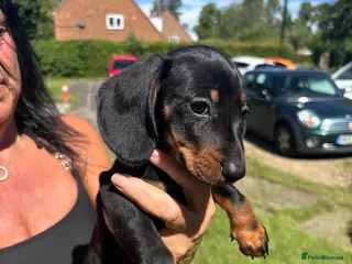 Miniature Dachshund dogs 2 Black and Tan miniature dachshunds 🐶 - Advert 1