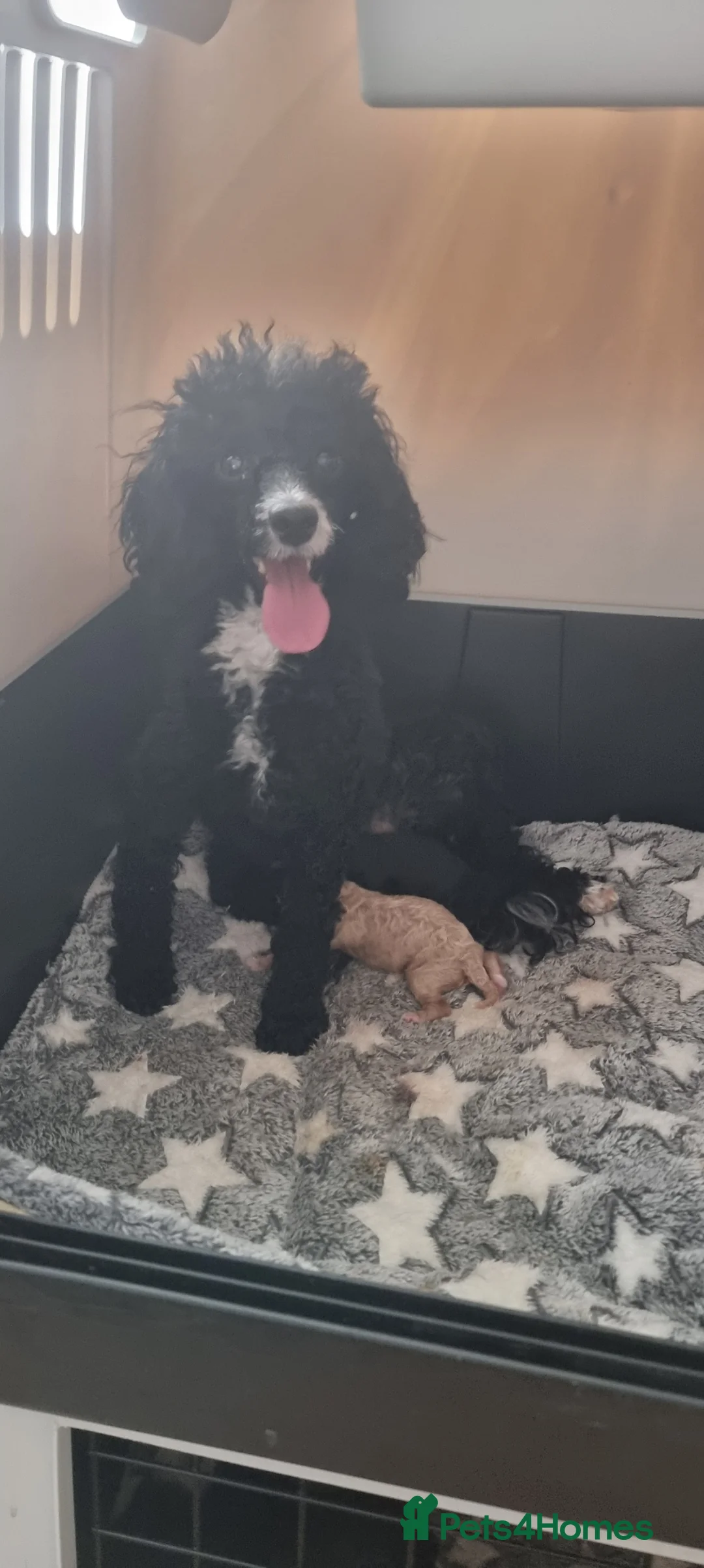 Toy Poodle dogs for sale: Full pedigree toy poodles - Advert 2