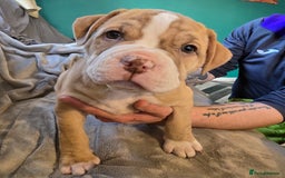 Mixed Breed dogs for sale: Bulldog mix puppies - Advert 2