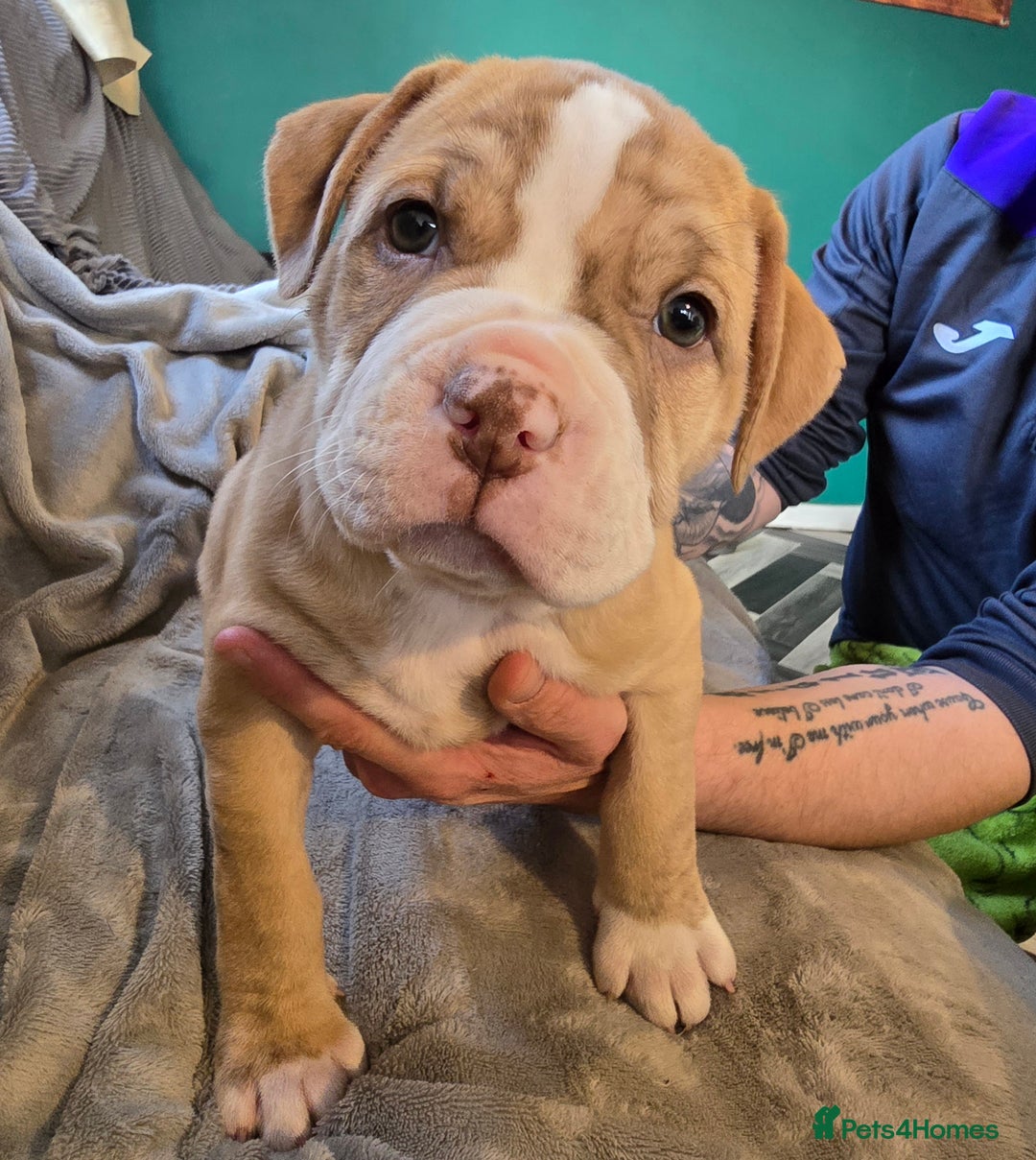 Mixed Breed dogs for sale: Bulldog mix puppies - Advert 2