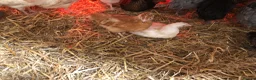 Chickens poultry for sale: Happy healthy pullets. - Advert 13
