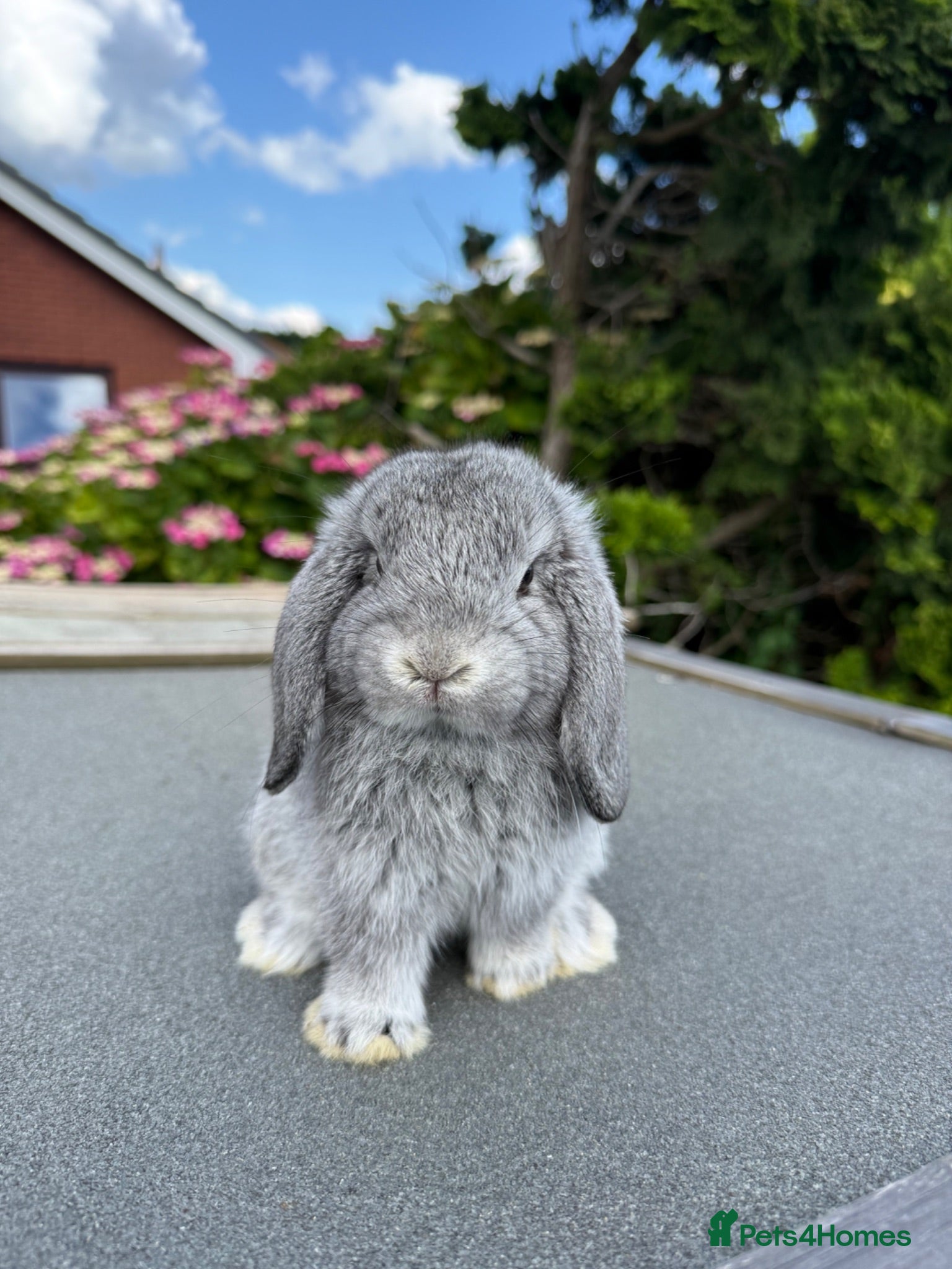 Mini Lop rabbits Mini lops - Advert 3