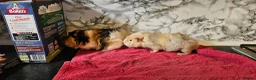 Guinea Pig rodents for sale: 2 pairs of brothers  - Advert 7