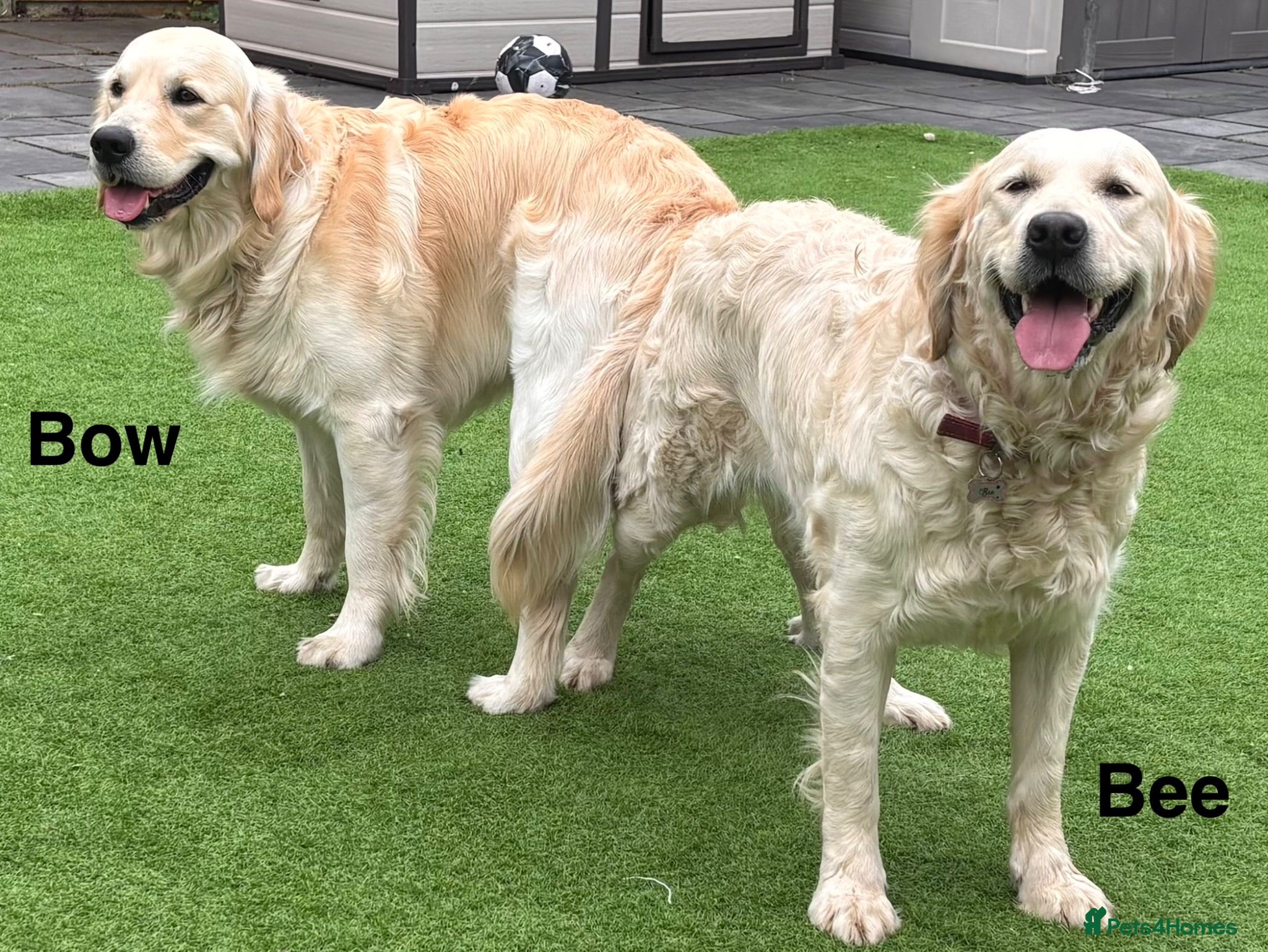 Golden Retriever dogs     Stunning KC Registered Golden Retriever Pups - Advert 2