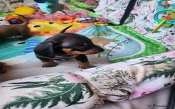 Miniature Dachshund dogs for sale: Stunning KC reg miniature dachshund - Image 18