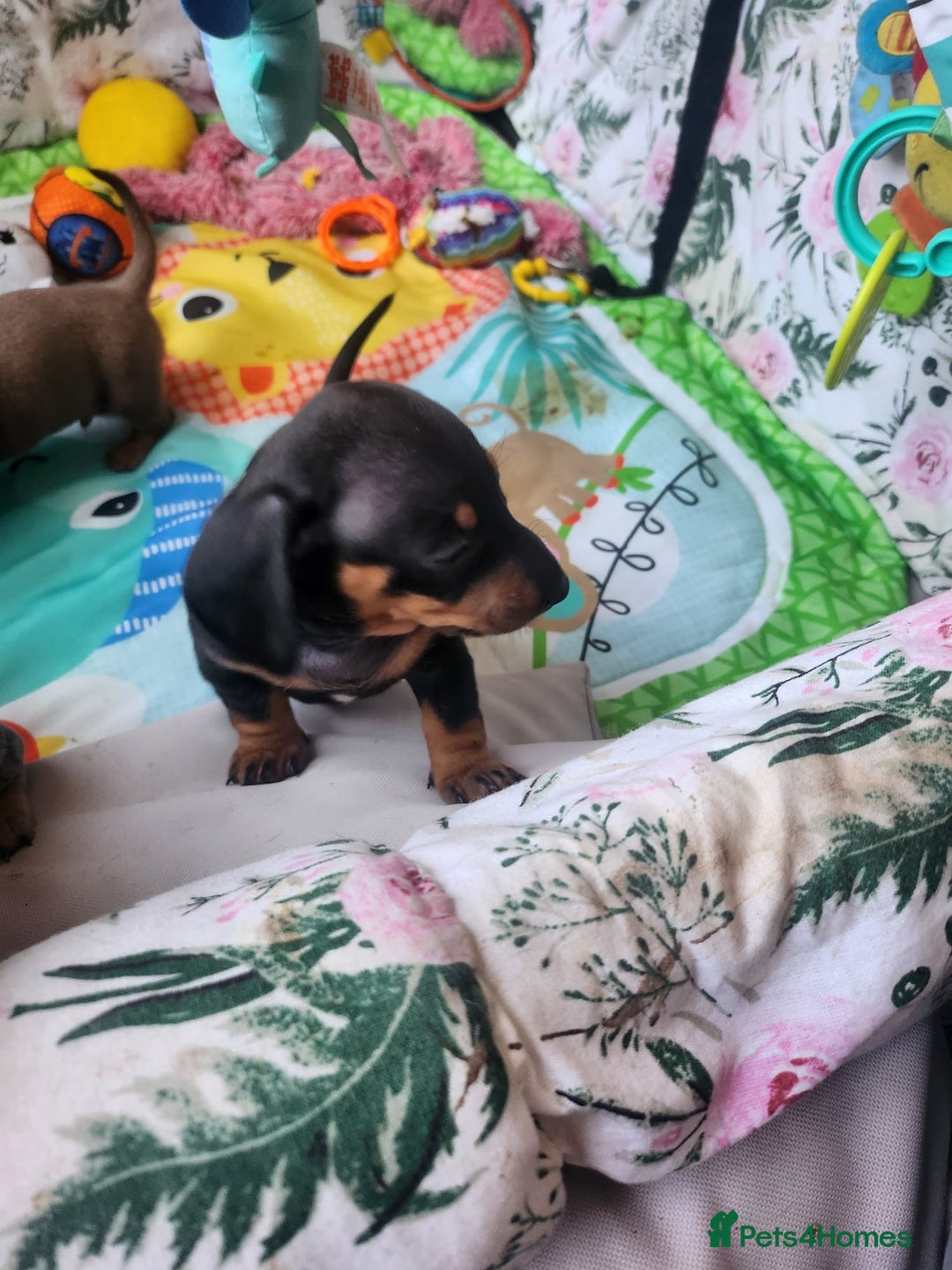 Miniature Dachshund dogs for sale: Stunning KC reg miniature dachshund - Image 18