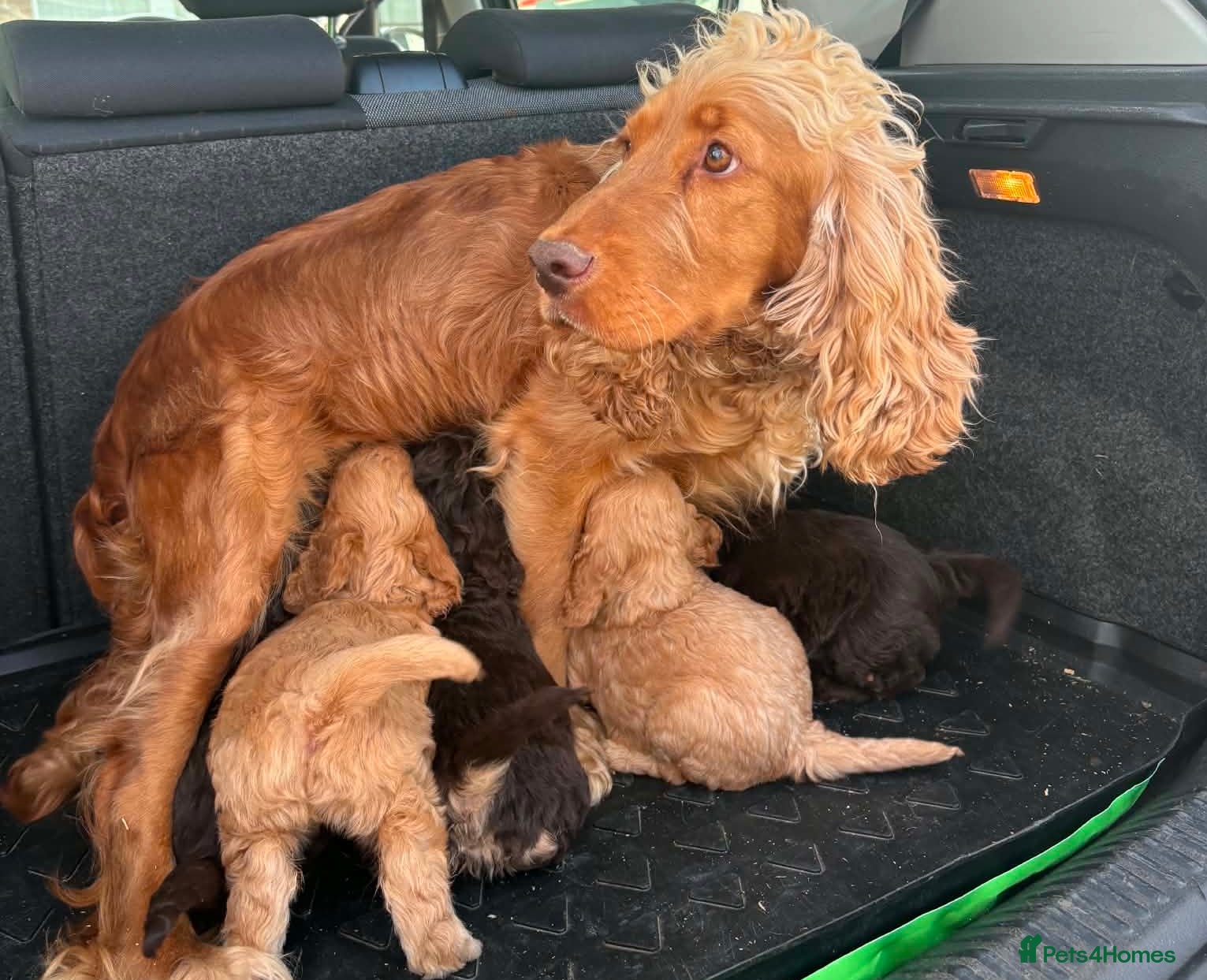 Cockapoo dogs Cockerpoo puppies  - Advert 4