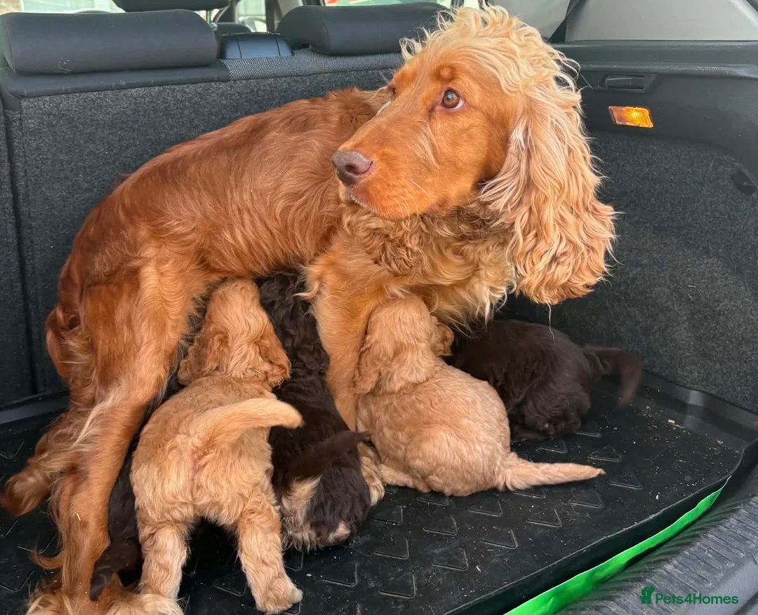Cockapoo dogs for sale: Cockerpoo puppies  in Peterborough - Advert 1