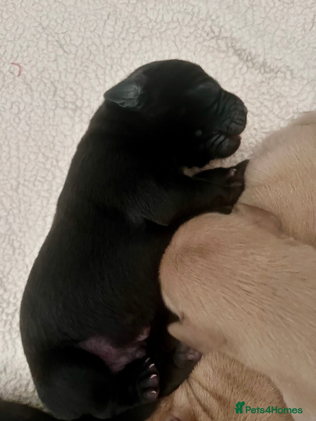 Labrador Retriever dogs for sale: Labrador puppy’s pups pup puppies puppy  - Advert 5