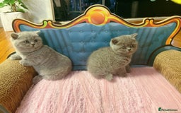 British Shorthair cats for sale: Fluffy sweet and cuddled BSH for great homes - Image 2