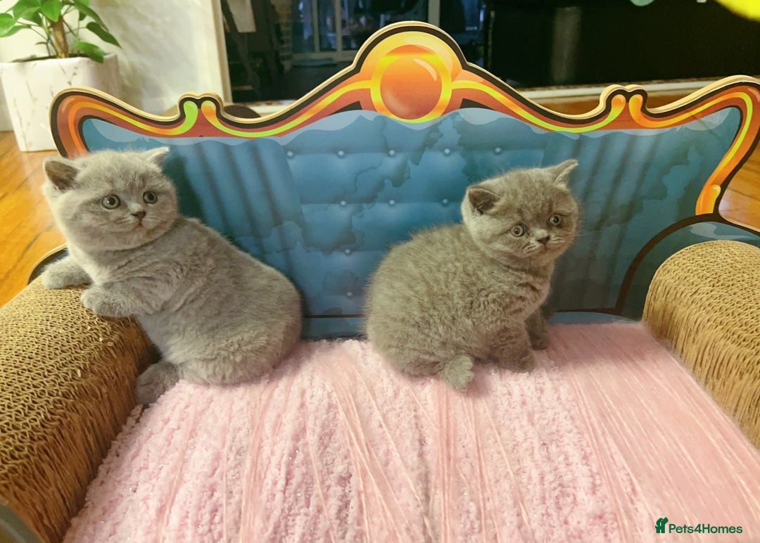British Shorthair cats for sale: Fluffy sweet and cuddled BSH for great homes - Image 2