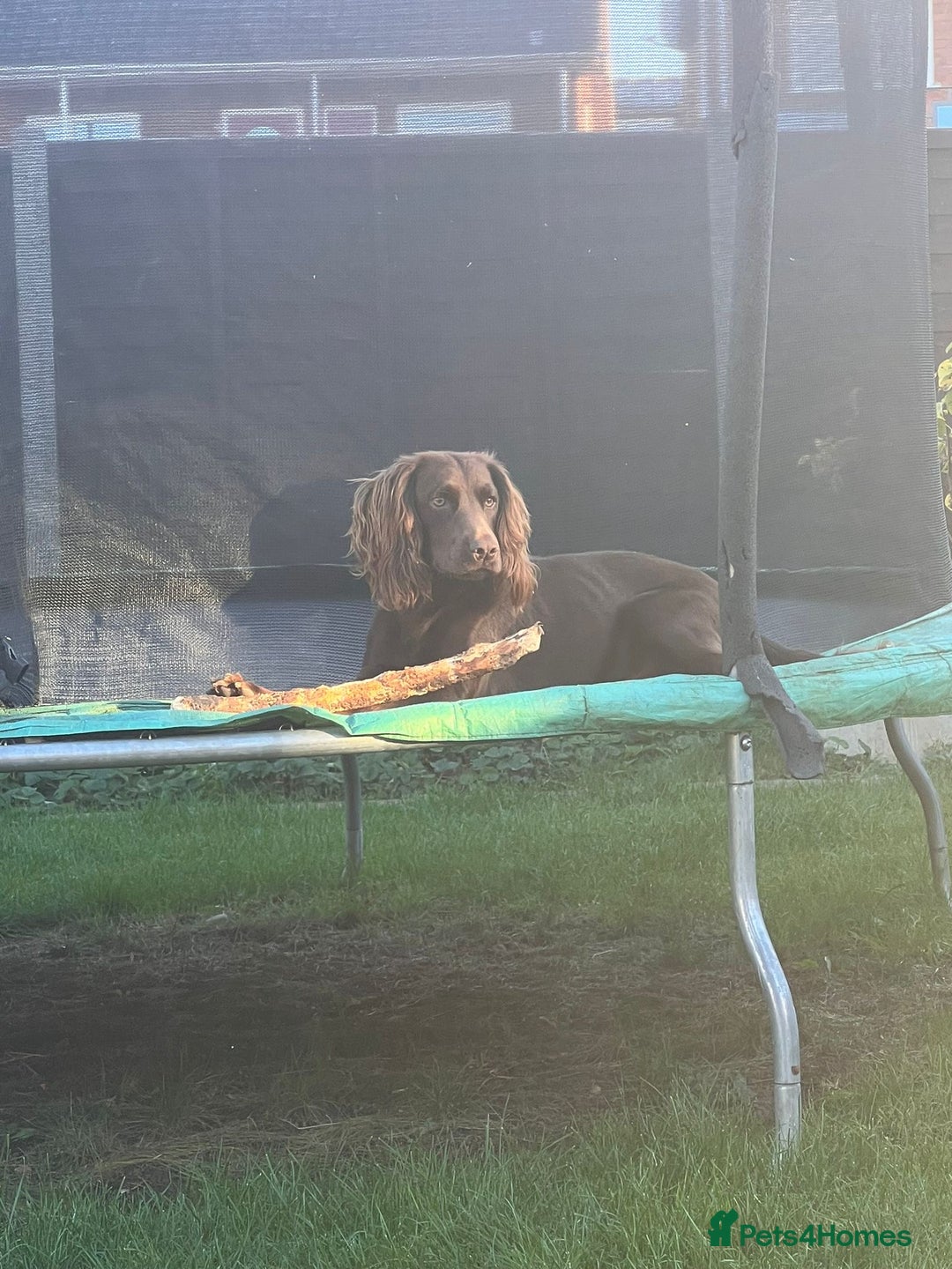 Cocker Spaniel dogs for sale: Purebred Cocker Spaniel,2 years old  - Advert 5