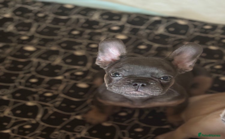 French Bulldog dogs - Advert 3