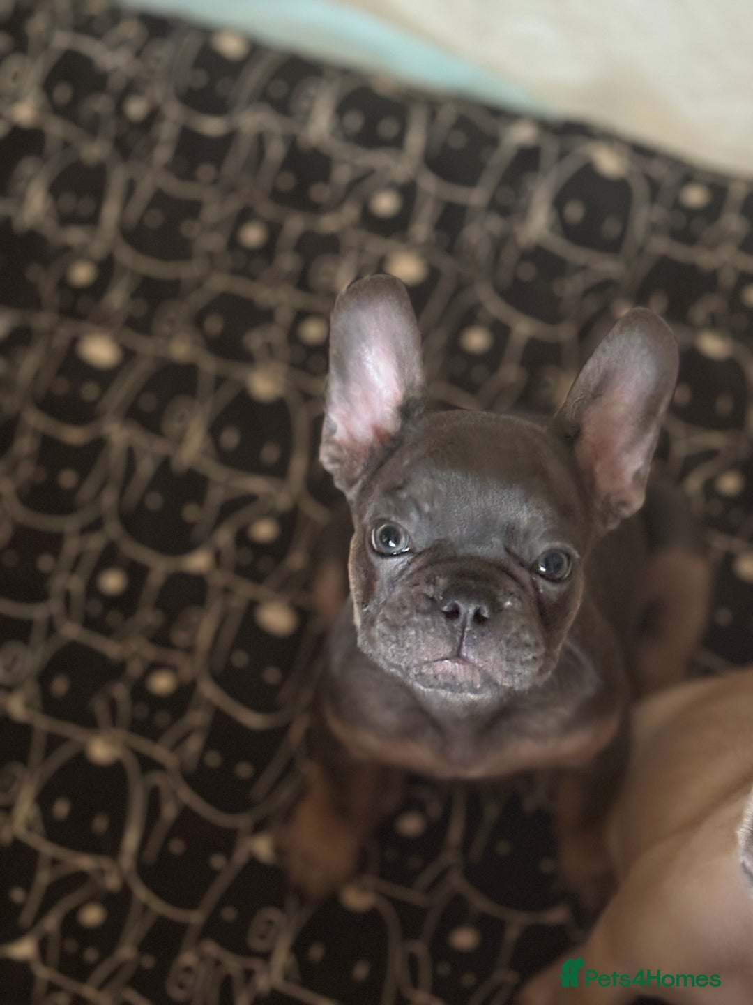 French Bulldog dogs for sale: Price reduced!Kc French bulldog last puppy - Image 2