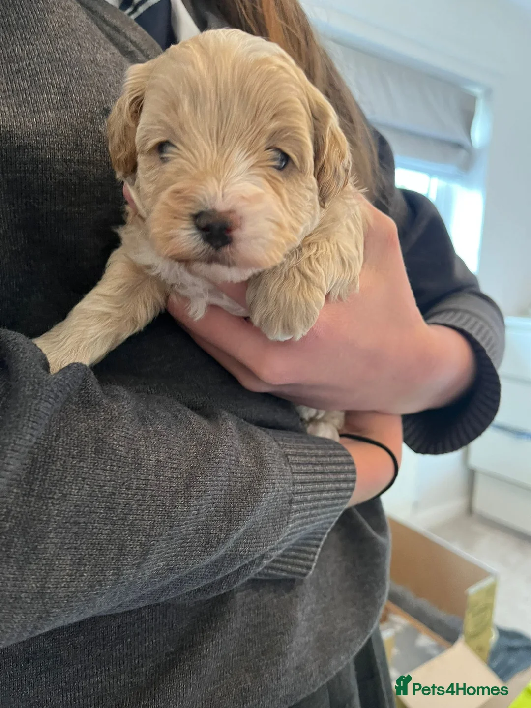 Maltipoo dogs for sale: Stunning Toy Maltipoo Puppies for sale  in Burton-on-Trent - Advert 2