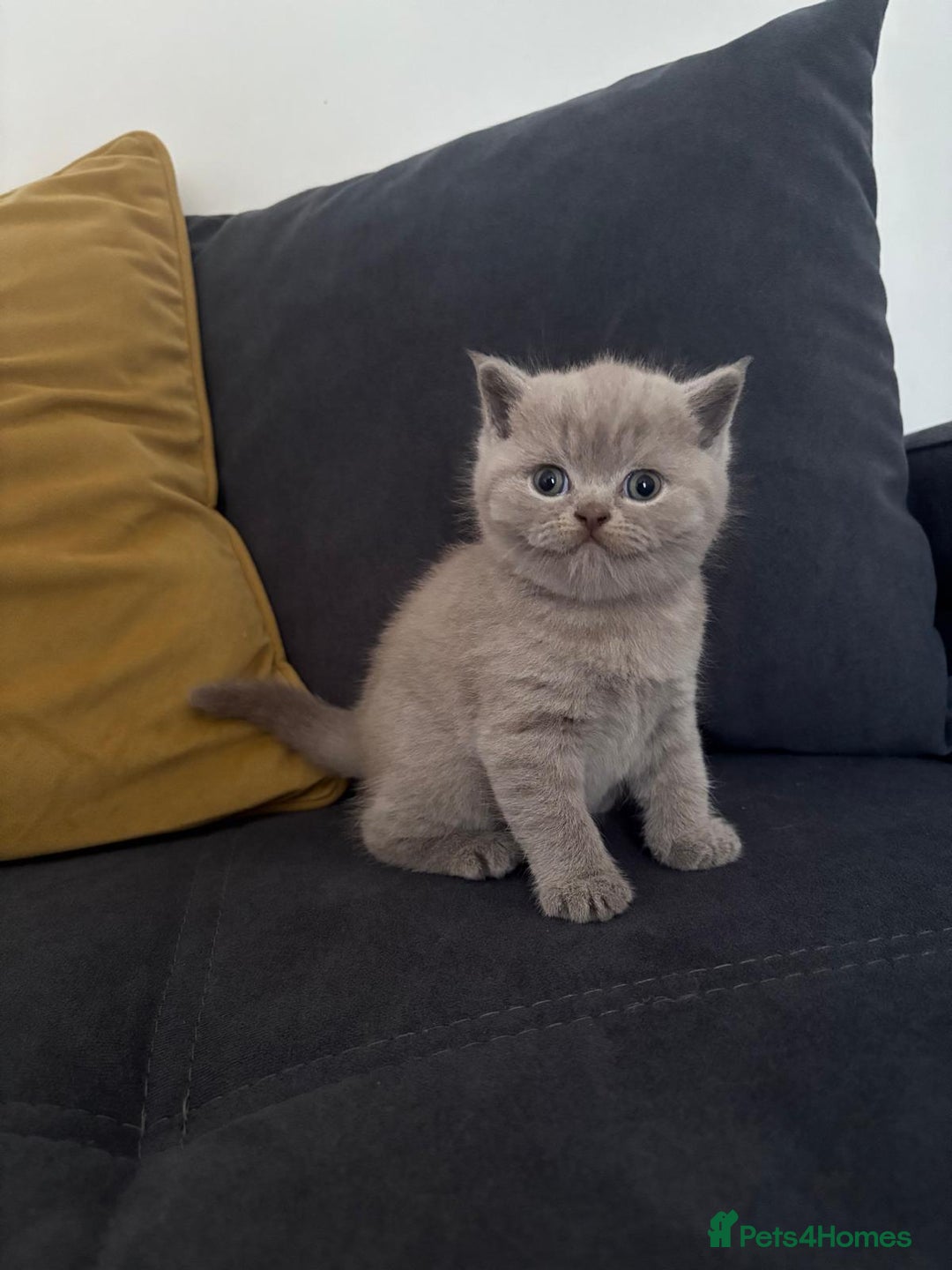 Scottish Fold cats for sale: Scottish Fold - Advert 4