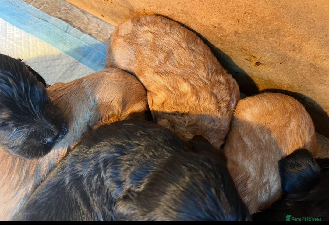 Cockapoo dogs for sale: 8 gorgeous Cockapoos  - Image 18