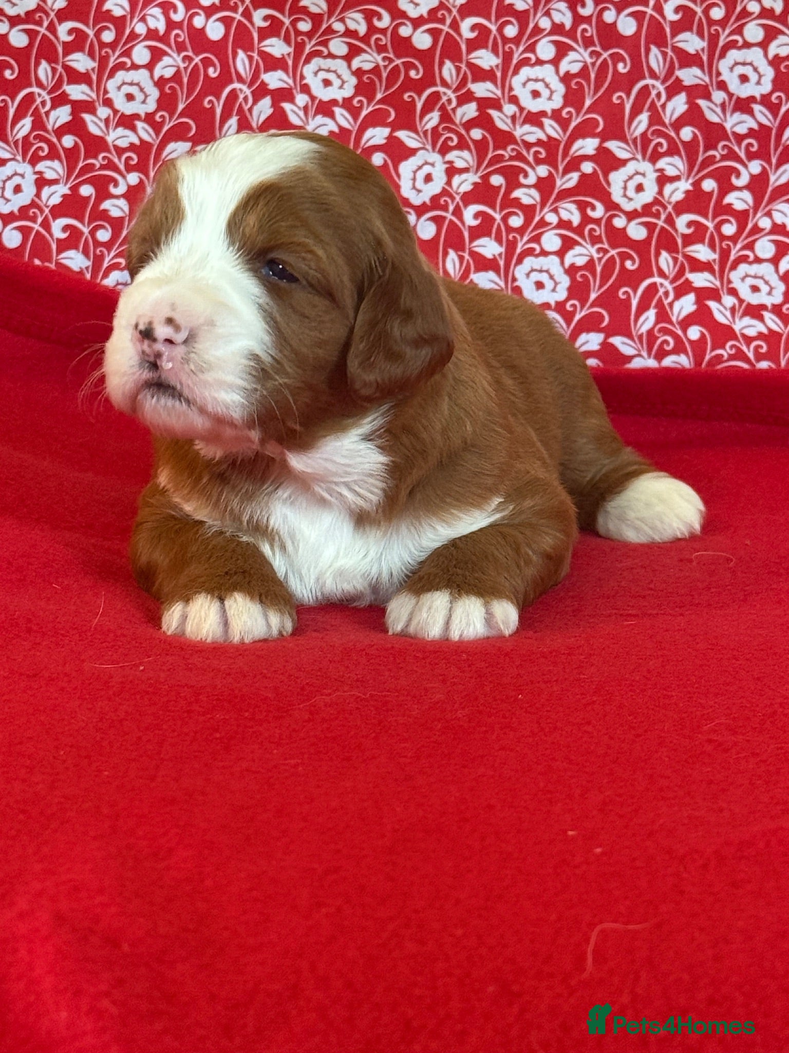 Bernedoodle dogs for sale: Beautiful Bernidoodles - Advert 1