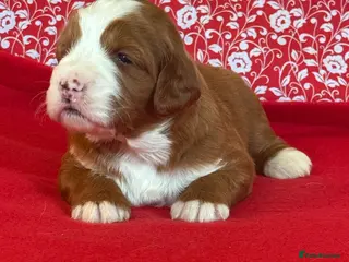 Bernedoodle dogs Beautiful Bernidoodles - Advert 2