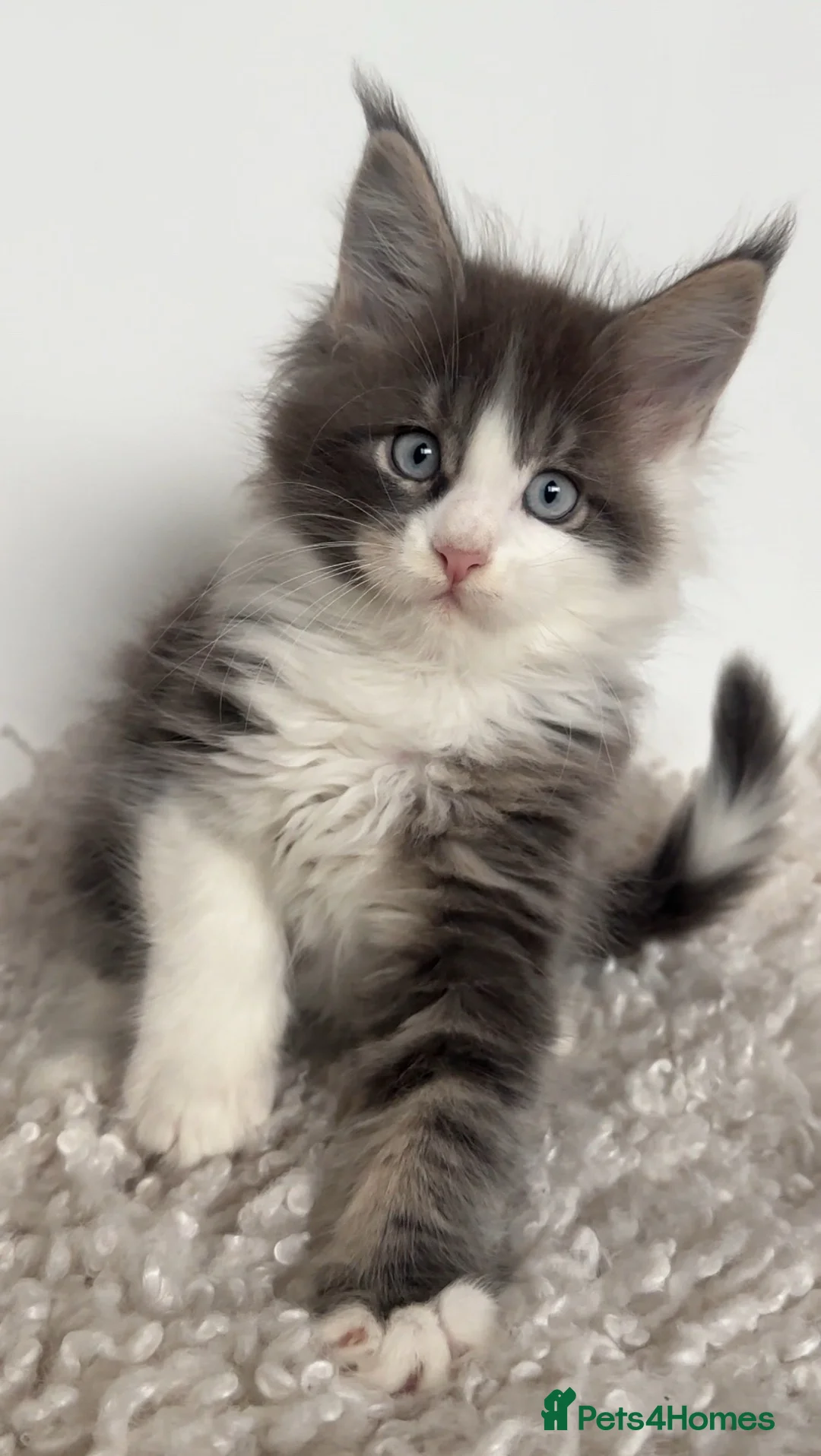 Maine Coon cats for sale: Blue Eyed Maine Coon Boy | Champion Lines - Advert 2