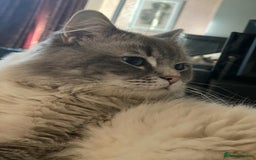 Ragdoll cats for sale: Last 2 fluffy ragdoll kittens  - Image 6