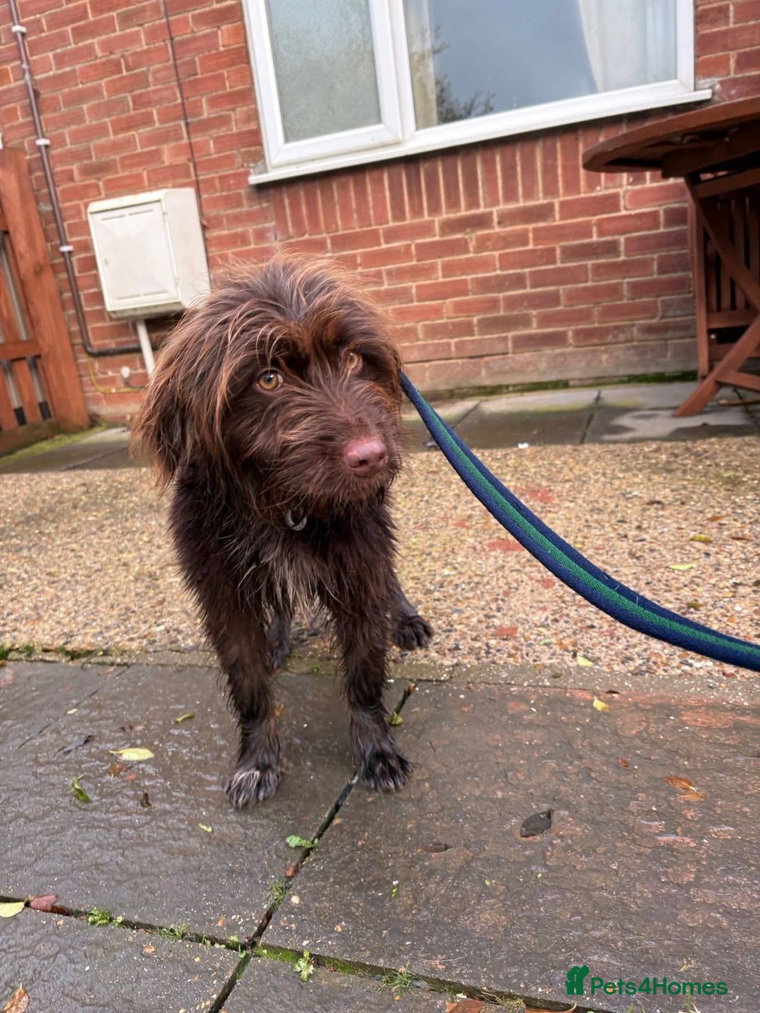 Mixed Breed dogs for adoption: Hazel - Norwich Norfolk  - Advert 16