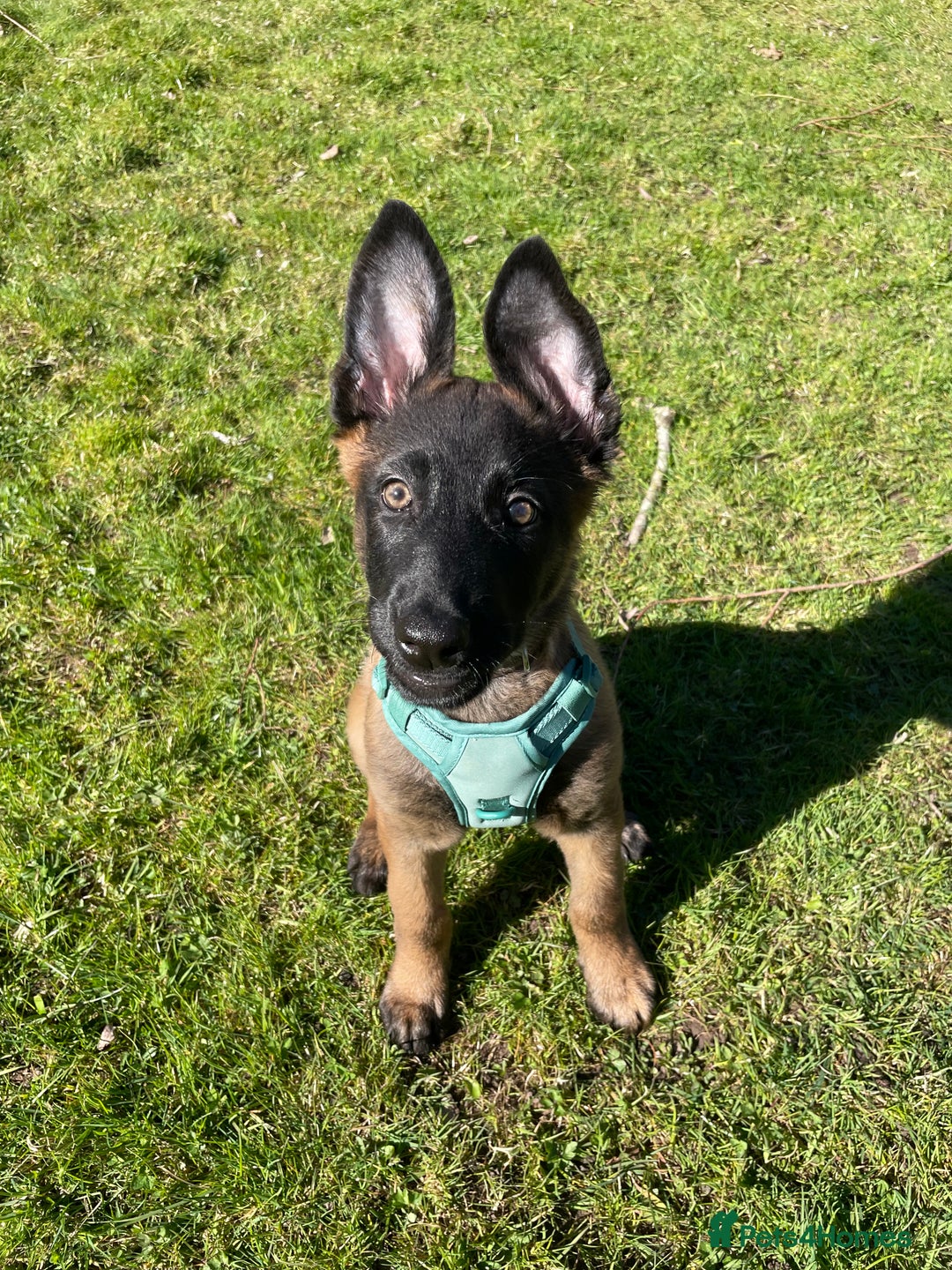 Mixed Breed dogs for sale: German shepherd cross Belgian malinios 8 months  - Image 16