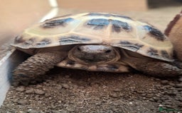 Tortoise reptiles for sale: Young Horsfield Tortoise  - Image 2