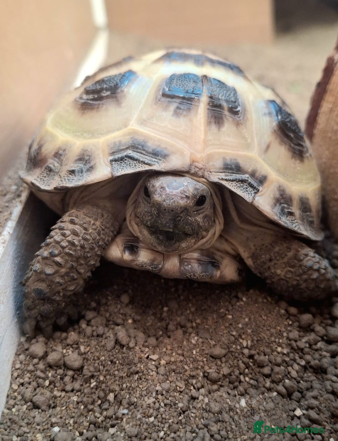 Tortoise reptiles for sale: Young Horsfield Tortoise  - Image 2