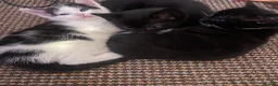 Domestic Shorthair cats for sale: Beautiful Litter of kittens 2xmales 2x females - Advert 14