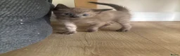 Mixed Breed cats for sale: 2 chestnut kittens for sale  - Advert 6
