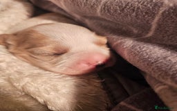 Mixed Breed dogs for sale: Adorable Cavapoo Puppies 🐶  - Image 13