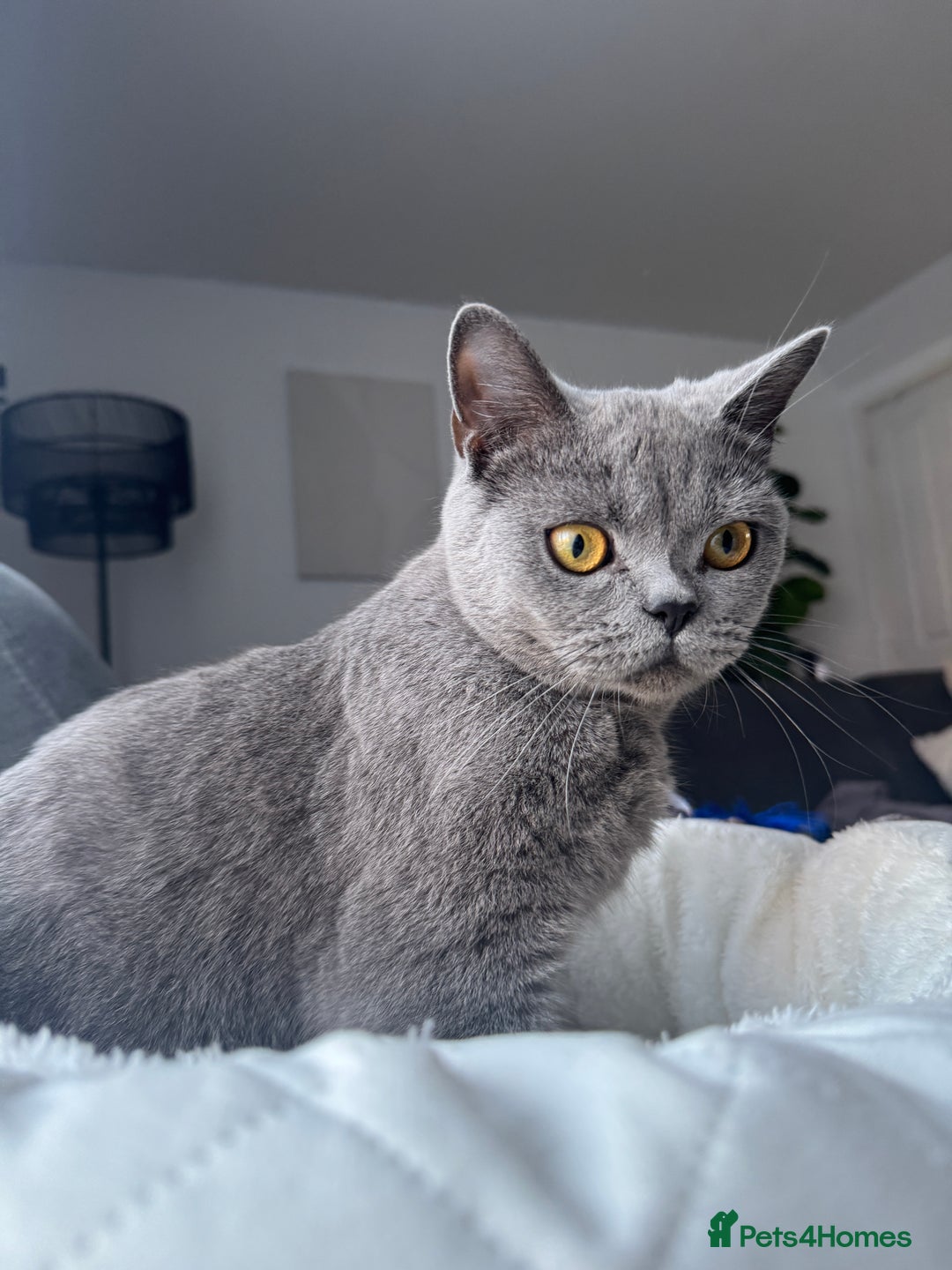 British Shorthair cats for sale: Playful British Shorthair Kittens  - Advert 2