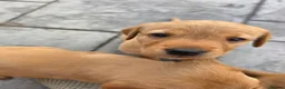 Labrador Retriever dogs for sale: Stunning Chunky KC Registered Red Labrador Puppies - Advert 22