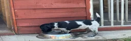 Brittany Spaniel dogs for sale: Brittany Puppies (HPR) in Tadley - Advert 11