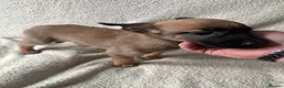 Belgian Shepherd Dog dogs for sale: Last 3 girls ready to leave now kc registered  - Advert 8