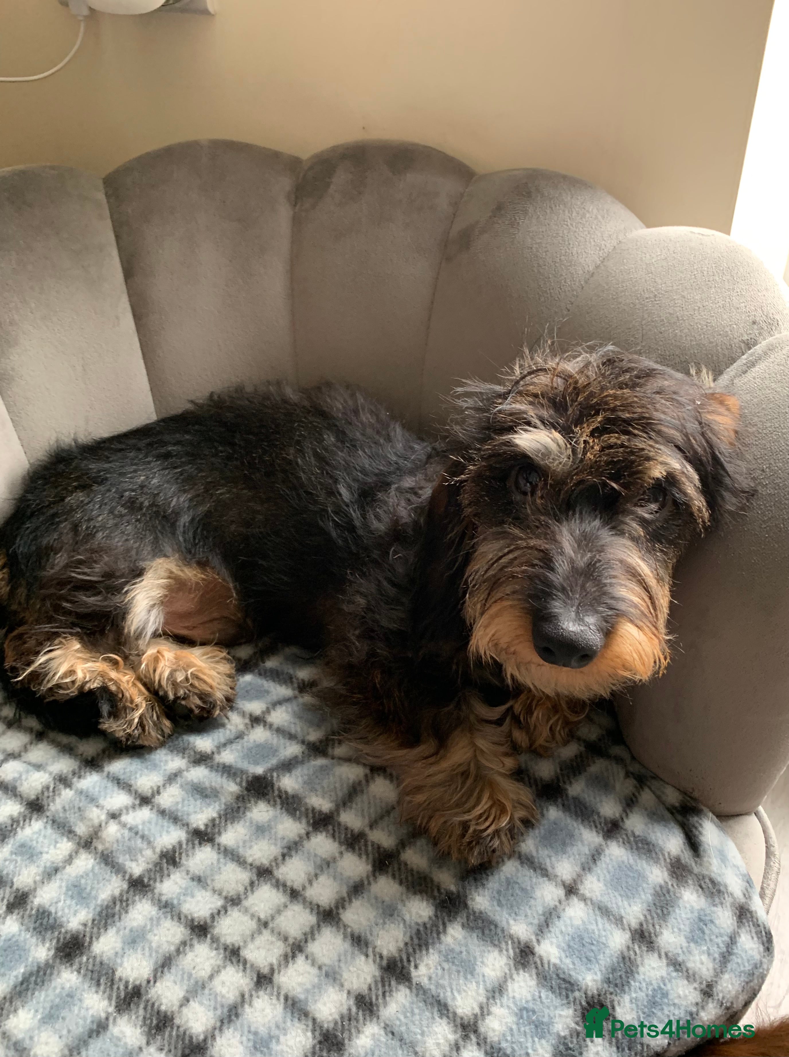 Miniature Dachshund dogs MINIATURE WIREHAIRED DACHSHUND STUD *PROVEN**KC ** in Manchester - Advert 3