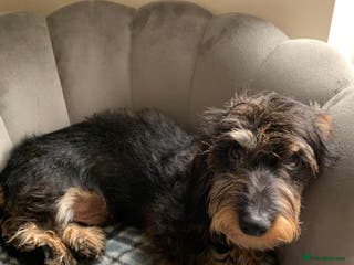 Miniature Dachshund dogs MINIATURE WIREHAIRED DACHSHUND STUD *PROVEN**KC ** in Manchester - Advert 8