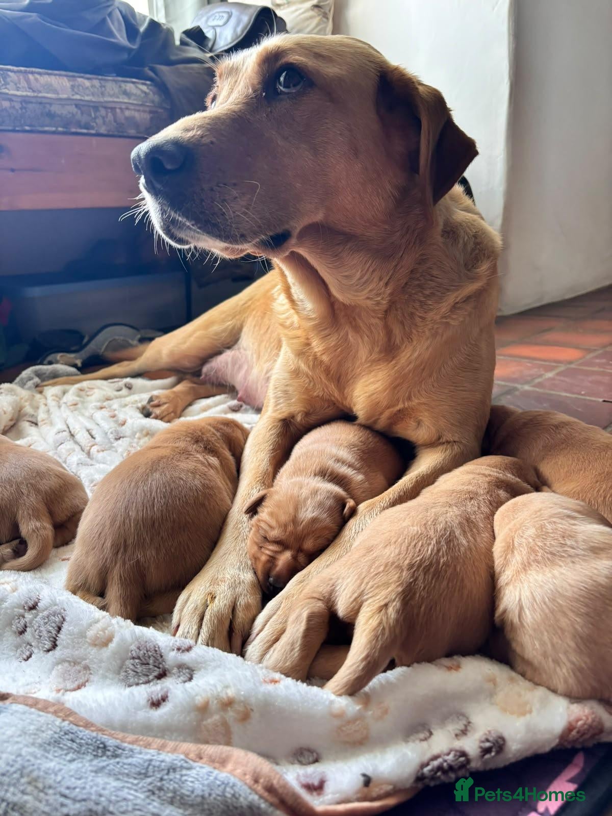 Labrador Retriever dogs for sale: Beautiful labrador puppies - Advert 2