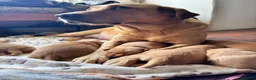 Labrador Retriever dogs for sale: Beautiful labrador puppies - Advert 2