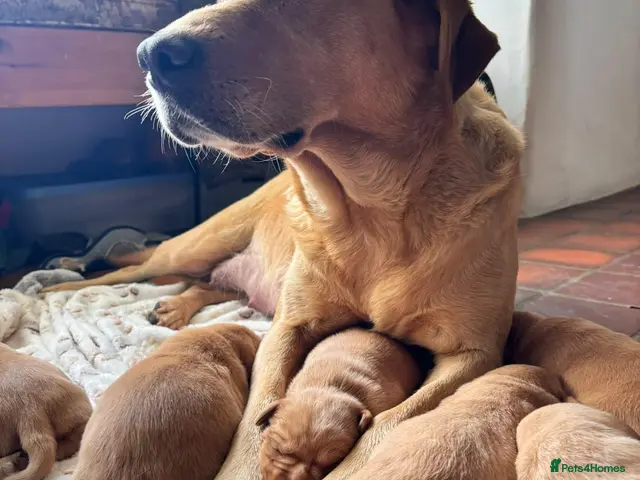 Labrador Retriever dogs for sale: Beautiful labrador puppies - Advert 2
