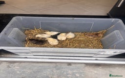 Chickens poultry for sale: Baby chicks  - Image 1