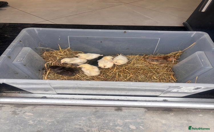 Chickens poultry - Advert 1