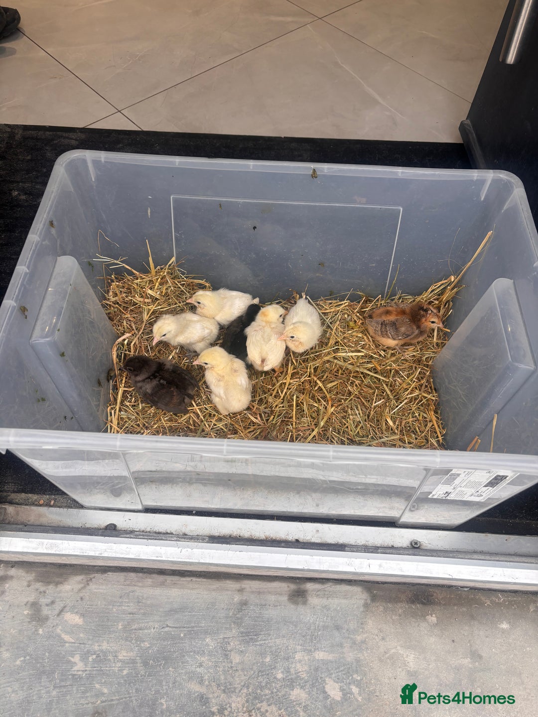 Chickens poultry for sale: Baby chicks  - Image 1