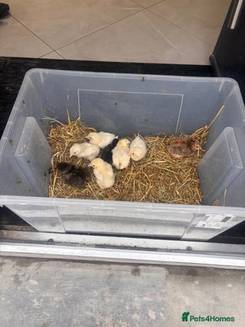 Chickens poultry - Advert 1