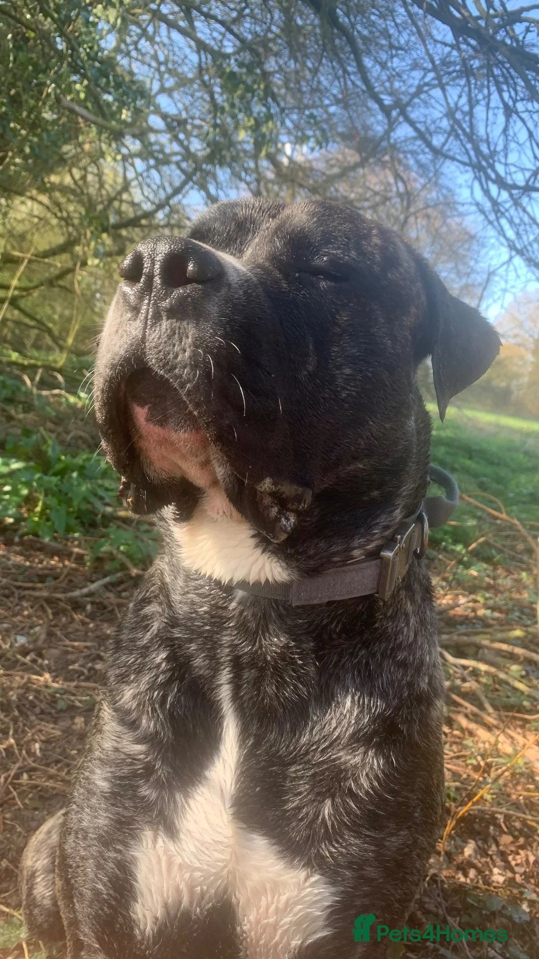 Mixed Breed dogs for stud: Essex Stud Cane Corso x Euro Mastiff in Colchester - Advert 2